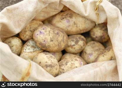 Sack of freshly harvested organic Kestrel potatoes.