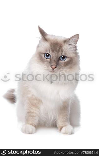 Sacred Birman. Sacred Birman in front of a white background