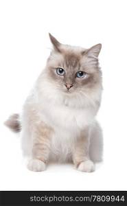 Sacred Birman. Sacred Birman in front of a white background