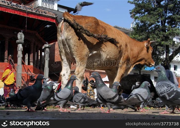 Sacred cow and doves on the Durbar square in Khatmandu, Nepal