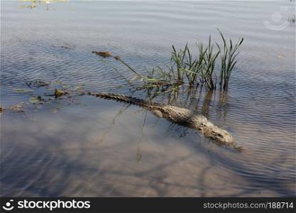 Sacred crocodile in Sabou, Burkina Faso, Africa