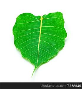 Sacred Fig leaf, isolated on a white background