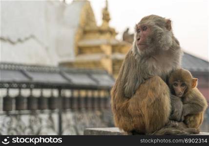 Sacred monkeys in Swayabunath temple in Kathmandu. macaque rhesus mother and baby