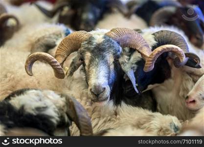 Sacrificial ram, Domestic Male Sheep waiting to be purchased with other for The Sacrifice Feast Eve.