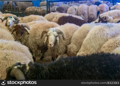 Sacrificial ram, Domestic Male Sheep waiting to be purchased with other for The Sacrifice Feast Eve.