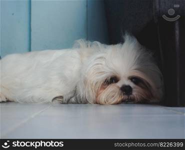 Sad and bored furry shih tzu dog lying on floor