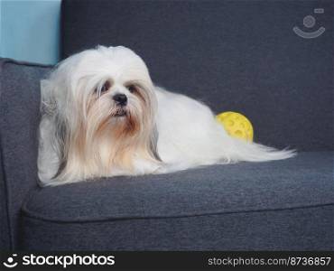 Sad and bored furry shih tzu dog lying on the sofa