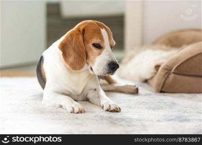 sad and worried beagle dog lying on a floor. Canine background. Sad and worried dog lying on a carpet floor indoors