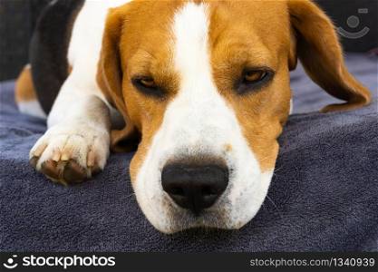 Sad beagle dog lying on a couch outdoors. Close up background. Sad beagle dog lying on a couch outdoors.