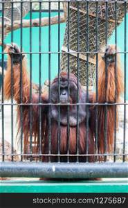 Sad big monkey in the cage