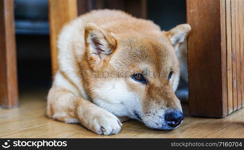 Sad dog laying down on floor at home / Japanese Shiba Inu dog small size , sleeping dog lonely animal homeless concept