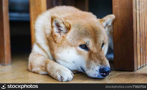 Sad dog laying down on floor at home / Japanese Shiba Inu dog small size , sleeping dog lonely animal homeless concept