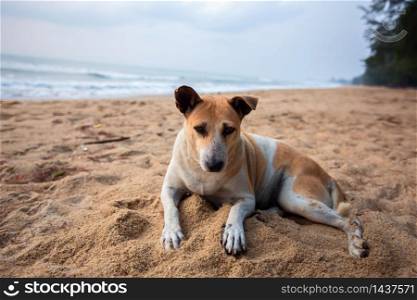 sad dog lying on the sand. poor solitude dog on the beach. poor dog waiting for its owner on the beach. sad dog