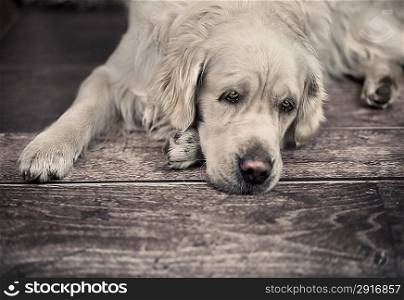 Sad eyes of big light dog