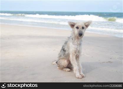 Sad face dog sitting on the beach