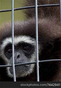 Sad monkey behind bars.. Sad monkey behind bars