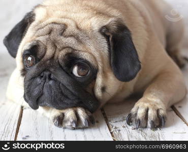 Sad pug dog with big eyes lying on the wooden floor. Sad pug dog with big eyes lying on wooden floor