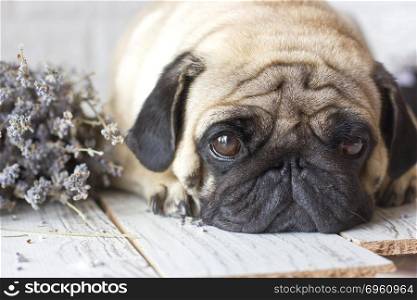 Sad pug dog with big eyes lying on the wooden floor. Sad pug dog with big eyes lying on wooden floor