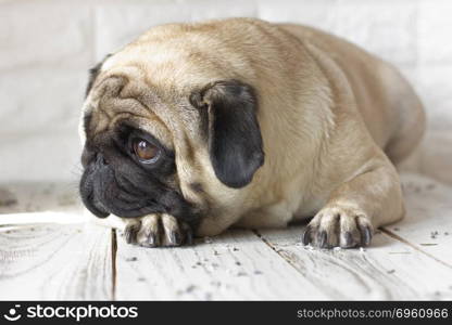 Sad pug dog with big eyes lying on the wooden floor. Sad pug dog with big eyes lying on wooden floor