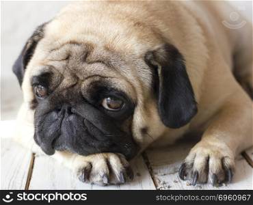 Sad pug dog with big eyes lying on the wooden floor. Sad pug dog with big eyes lying on wooden floor