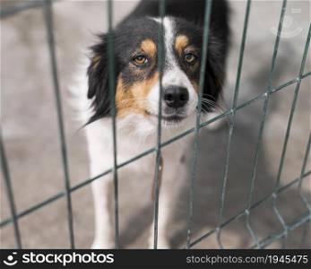 sad rescue dog fence adoption shelter. High resolution photo. sad rescue dog fence adoption shelter. High quality photo