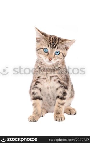 sad tabby kitten with blue eyes sitting on white background