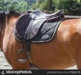 Saddle on a bay horse with black pad