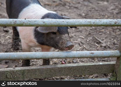 Saddleback piglets (sus scrofa domesticus) behind the fencing of a pigsty