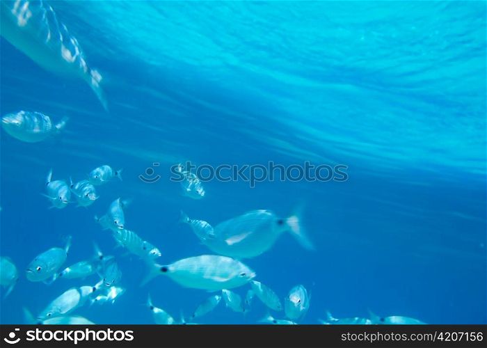 Saddled bream fish school underwater mediterranean in balearic islands