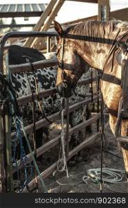 Saddled Horse Tied to Coral Fence Waiting to be Riden Western Lifestyle