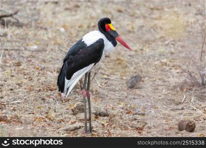 Sadlle-Billed Stork standing still in Kruger NP South Africa