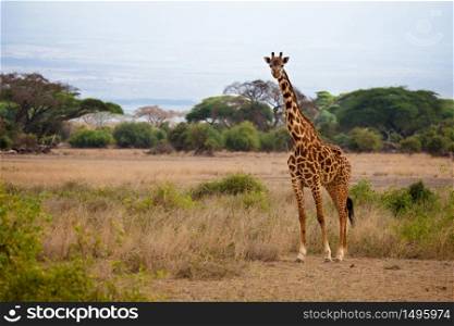 Safari in Kenya, a giraffe is watching in the savannah, blue sky