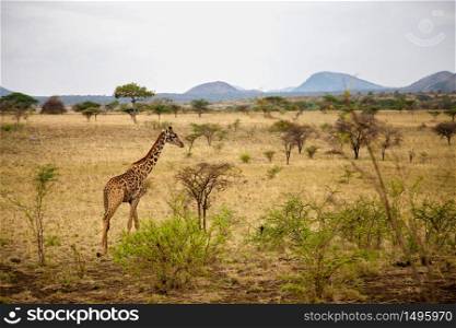 Safari in Kenya, a giraffe is watching in the savannah, with mountains