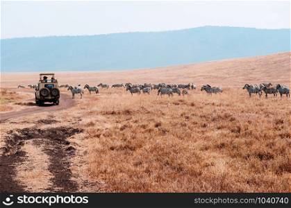 Safari offroad car and herd of zebra in golden grass field in Ngorongoro consevation area, Serengeti Savanna forest in Tanzania - African safari wildlife watching trip