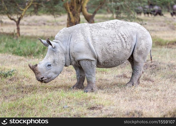 Safari - rhino on the background of savanna. Safari - rhino