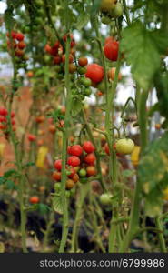 Safe vegetable farm at Da Lat, Viet Nam, red tomato with high tech agriculture in greenhouse, amazing tomato garden to make safe food