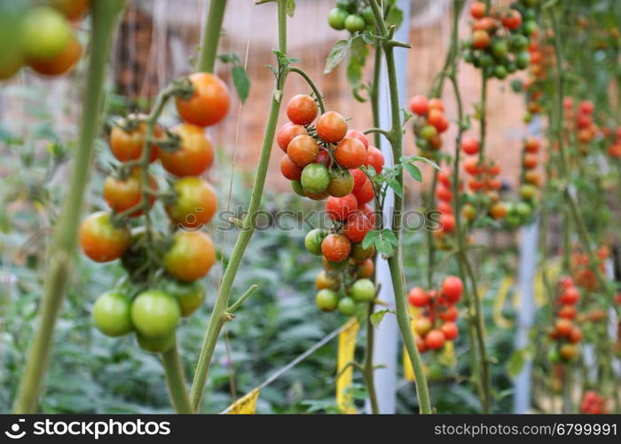 Safe vegetable farm at Da Lat, Viet Nam, red tomato with high tech agriculture in greenhouse, amazing tomato garden to make safe food