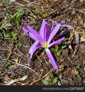 saffron flower in purple and yellow colors spice