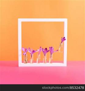 Saffron flowers in glass vases inside a white square frame against orange and pink background. Square with copy space. Springtime concept. Saffron flowers in glass vases inside a white square frame against orange and pink background.