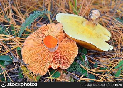 Saffron milk cap and penny bun mushroom in the forest among an autumn grass