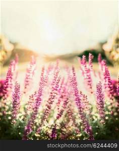 Sage blooming in garden or park on sunset nature background. Floral nature background.