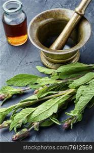 Sage leaves or salvia in herbal medicine.Medicinal herbs. Fresh sage herb
