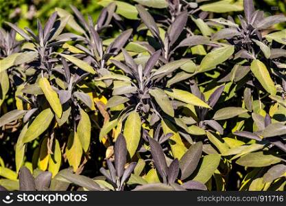 sage, medicinal plant with leaves
