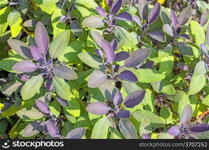 sage, Salvia officinalis