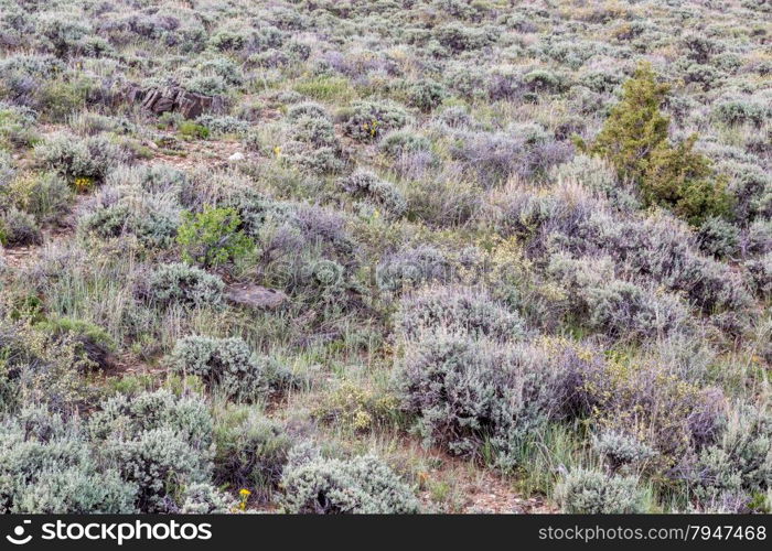 sagebrush, wildflowers and other shrubs - North Park of Colorado in early summer