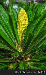 sago palm tree with yellow flowers close-up