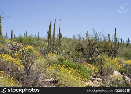 Saguaro and brittlebush flowers