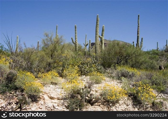 Saguaro and brittlebush flowers