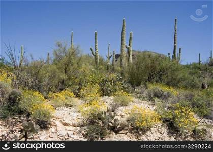 Saguaro and brittlebush flowers