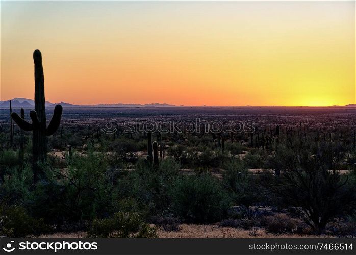 Saguaro cactus near Picacho Peak State Park, Arizona